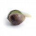 Royal Cheese Auto - Royal Queen Seeds